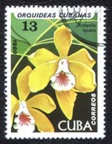 [Orchids, tip DAW]