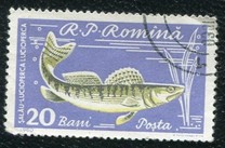 [Fish, タイプ BTQ]