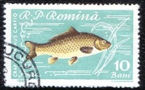 [Fish, タイプ BTP]