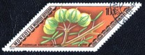[Rare Medicinal Plants, type AGE]