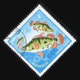 [Fish, Tipi MR]