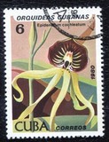 [Orchids, tip DAU]