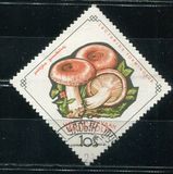 [Fungi, Tip KR]
