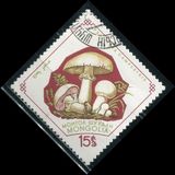 [Fungi, Tip KS]