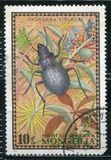 [Beetles, type XP]