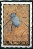 [Beetles, type XR]