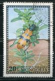 [Beetles, type XQ]