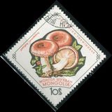 [Fungi, Tip KR]