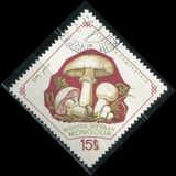 [Fungi, Tip KS]