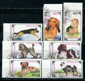[Dogs, type CDM]