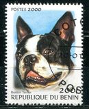 [Not Issued - Dogs, Scrivi QQC]