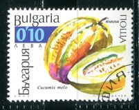 [Watermelons & Pumpkins, 類型 XKJ]