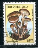 [Airmail - Fungi, տեսակ CK]