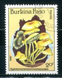 [Fungi, type CF]