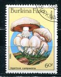 [Fungi, type CH]