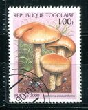 [Funghi da tutto il mondo, Scrivi CWQ]
