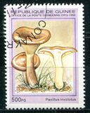 [Fungi, type ARH]