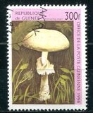 [Fungi, tip ASV]