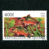 [Popular Aquarium Fish, Tipe BDD]