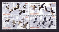 [Migratory Birds in Pakistan, Tipi AUI]