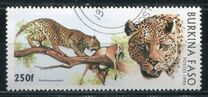 [Big Cats, type PW]