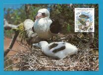 [Birds- Abbott's Booby, typ KD]
