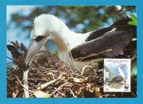 [Birds- Abbott's Booby, typ KD]