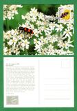[Youth Hostel Charity - Insects & Flowers, type AKP]