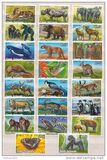[Endangered Wildlife, type ABY]