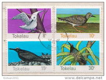 [Birds, type AY]