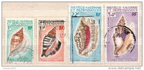 [Seashells, type GZ]