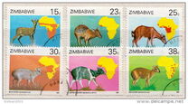 [Duikers of Africa Survey, Tip EI]