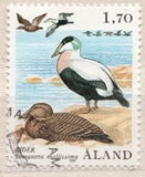 [Birds - Ducks, tegund O]