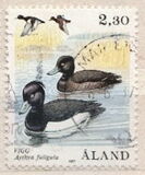 [Birds - Ducks, tegund P]