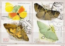 [Butterflies, type EV]