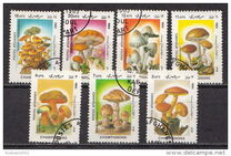 [Flora - Mushrooms, Scrivi ABR]