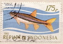 [Tropical Fish, տեսակ AQJ]