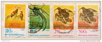 [Birds of Paradise, tipas AQM]
