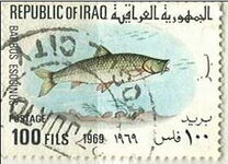[Fish, type GW]