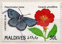 [Butterflies and Flowers, प्रकार BIG]