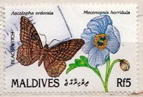 [Butterflies and Flowers, प्रकार BIJ]