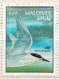 [Birds, type BLU]