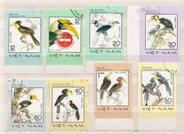 [Zeldzame Vogels, type Y]