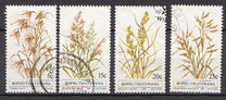 [Indigenous Grasses, tegund CB]