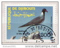 [White-eyed Gull, tyyppi MX]