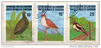 [Birds, Tipi YC]