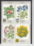 [Flowers, type OJ]