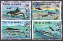 [Whales and Dolphins, Вид FF]