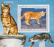[Cats and Dogs, tegund ABJ]