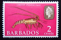[Marine Life, Вид DQ]